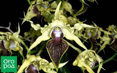 Малоизвестные виды орхидей – как выглядят, как вырастить дома - sadogorod.club