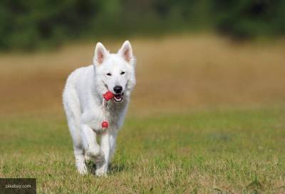 Шведские ученые назвали самую игривую породу собак - mur.tv - Германия
