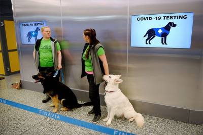 В аэропорту Хельсинки начали проверять пассажиров на коронавирус с помощью собак - mur.tv - Хельсинки