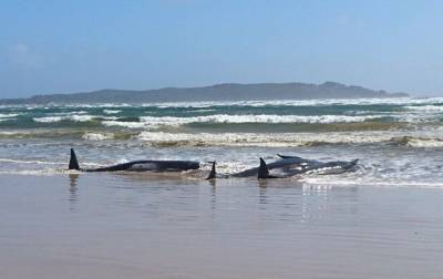 В Австралии сотни дельфинов погибли, выбросившись на берег - mur.tv - Австралия