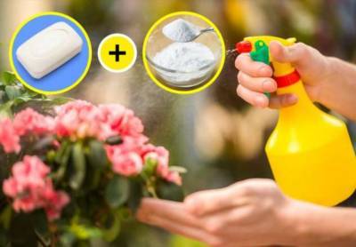 5 свойств соды, которые помогут преобразить ваш сад - milayaya.ru