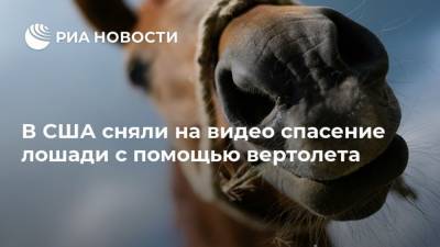В США сняли на видео спасение лошади с помощью вертолета - mur.tv - Сша - Москва - штат Калифорния