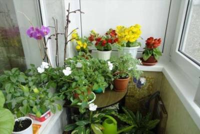 11 холодоустойчивых растений, которые можно выращивать на балконе до заморозков - milayaya.ru