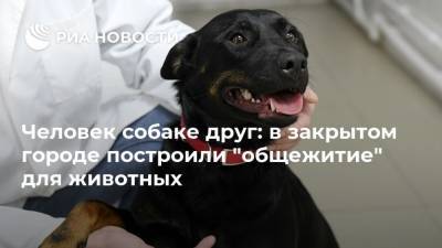 Человек собаке друг: в закрытом городе построили “общежитие” для животных - mur.tv - Москва - Амурская обл.