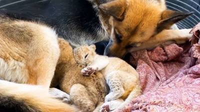Уникальный случай: собака стала матерью для двух брошенных львят (видео) - mur.tv