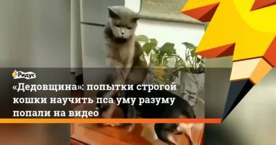 Дедовщина: попытки строгой кошки научить пса уму разуму попали навидео - mur.tv