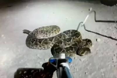 Смертельно опасная змея приняла опытного дрессировщика за еду и укусила его - mur.tv - Австралия - штат Южная