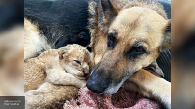 Немецкая овчарка спасла двух брошенных львят в Приморье - mur.tv - Приморье край