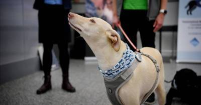 Собаки начали “вынюхивать” COVID-19 у пассажиров в аэропорту Хельсинки - mur.tv - Хельсинки