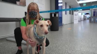 В аэропорту Хельсинки начали проверять на COVID-19 с помощью собак - mur.tv - Финляндия - Хельсинки