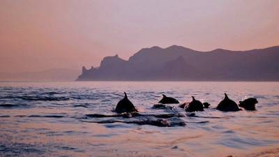 В помощь морю: в Крыму строят центр спасения дельфинов - mur.tv - Россия - республика Крым - Симферополь