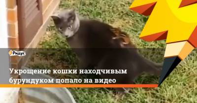 Укрощение кошки находчивым бурундуком попало навидео - mur.tv