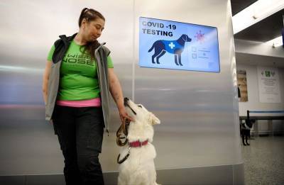 В Финляндии собак подключили к тестированию на коронавирус - mur.tv - Финляндия - Хельсинки