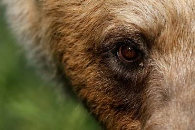 Медведь ворвался в зоопарк и загрыз пожилого самца альпаки - mur.tv - Сша - штат Аляска