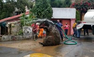 Рабочие вытащили из канализации в Мексике крысу размером с человека видео - mur.tv - Мексика