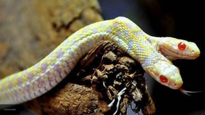 Ядовитая змея перепутала австралийского дрессировщика с едой - mur.tv - Австралия - штат Южная