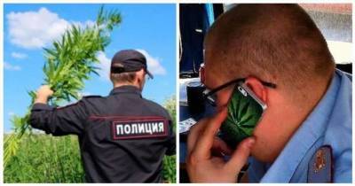У замглавы наркоконтроля нашли две плантации конопли (5 фото) - chert-poberi.ru