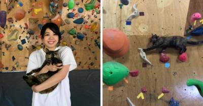 Кошка Лала живёт в зале для скалолазания и занимается им каждый день. И видео с её тренировки покорило сеть - mur.tv - Япония