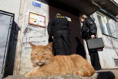 Выбросивший кота из окна ради спасения кошки россиянин получил штраф - mur.tv - Пенза - Пермский край