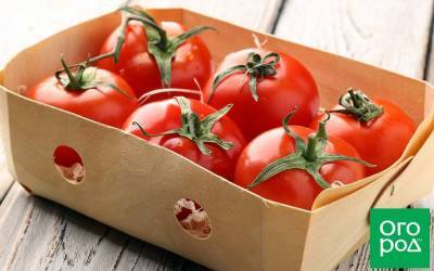 6 сортов томатов, которые можно хранить до Нового года - sadogorod.club