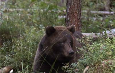 Спустя век медведи вернулись в Чернобыльскую зону - mur.tv - Белоруссия