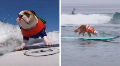 В США прошел конкурс среди собак-серфингистов - mur.tv - Сша - штат Калифорния