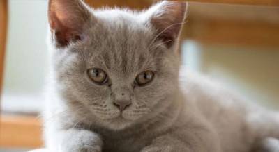 Хозяина 110 кошек выселили из квартиры: теперь волонтеры ищут им дом - milayaya.ru - Испания