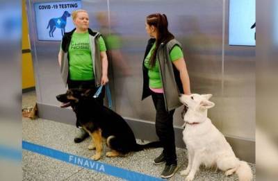 В Финляндии собак научили распознавать коронавирус у людей - mur.tv - Финляндия - Хельсинки