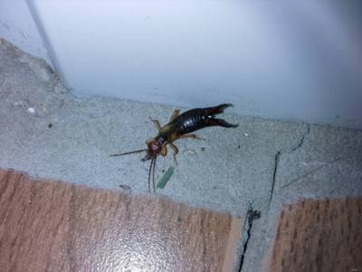 Уховёртка: Хватит путать с двухвосткой! Опасно ли это насекомое, и как оно живёт? (8 фото) - chert-poberi.ru