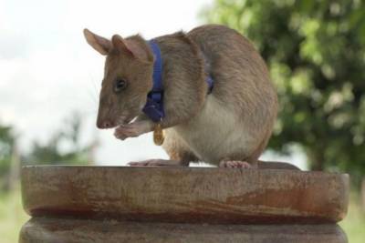 Британцы вручили крысе из Камбоджи медаль за отвагу - mur.tv - Англия - Камбоджа