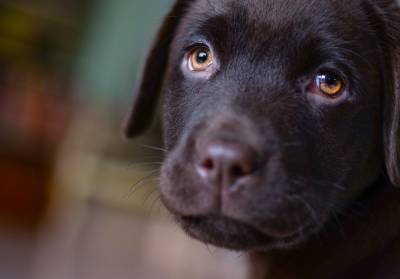 Исследования показали, что собаки строят щенячьи глазки для манипулирования людьми - mur.tv - Сша