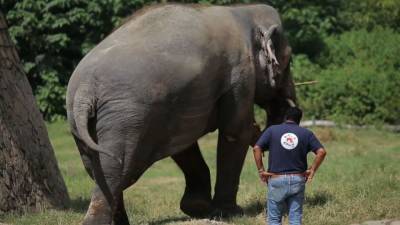Самый одинокий слон в мире поедет искать новых друзей в Камбоджу. - mur.tv - Пакистан - Камбоджа - Шри Ланка - Исламабад
