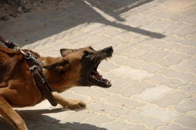 Уроки безопасности: защищаем себя и детей от агрессивных собак - mur.tv