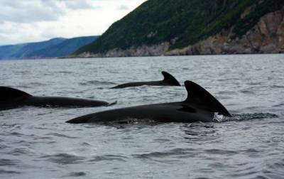 Ученые объяснили самый массовый выброс дельфинов - mur.tv - Австралия - Новая Зеландия