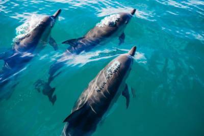 На Азовском море браконьеры поймали в ловушку дельфина (видео) - mur.tv - Украина - Донецк