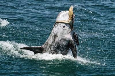Смертельная схватка дельфина с осьминогом взволновала ученых - mur.tv - Сша - Португалия