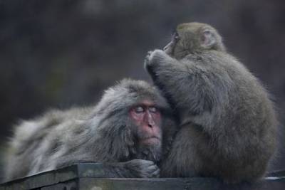 Школьник разрезал решетку в зоопарке и выпустил на свободу 70 обезьян - mur.tv - Япония