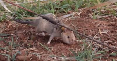 Гигантская крыса получила золотую медаль за обнаружение десятков мин - mur.tv - Англия - Камбоджа