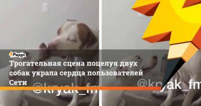 Трогательная сцена поцелуя двух собак украла сердца пользователей Сети - mur.tv