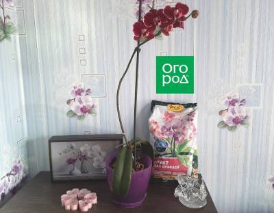 Что делать, если гниет цветущая орхидея – мастер-класс с фото - sadogorod.club