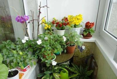 11 холодоустойчивых растений, которые можно выращивать на балконе до заморозков - lublusebya.ru