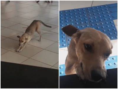 Бездомная собака каждый день приходила к дверям кафе - mur.tv - Бразилия