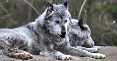Древние волки помогали раненым сородичам выжить - mur.tv
