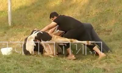 Владимир Бурматов - В Госдуме призвали наказать нижегородца, бросившего корову со сломанными ногами на обочине - mur.tv - Москва