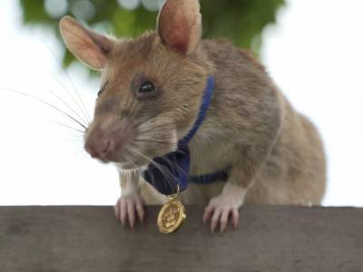 В Камбодже дрессированной крысе вручили медаль за храбрость при расчистке минных полей - mur.tv - Танзания - Камбоджа