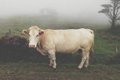 В Великобритании коровы начали нападать на людей - mur.tv - Англия