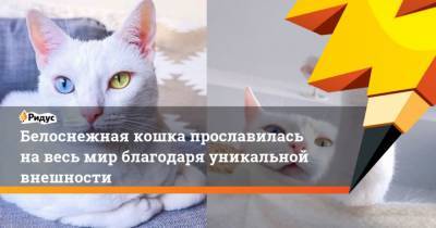 Белоснежная кошка прославилась навесь мир благодаря уникальной внешности - mur.tv