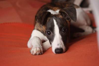 10 самых интересных фактов о собаках - mur.tv
