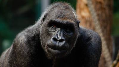 В Мадриде горилла в зоопарке тяжело травмировала сотрудницу - mur.tv - Испания - Мадрид