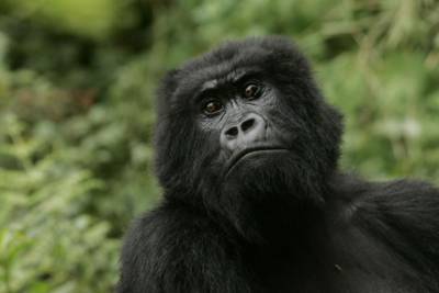 В Испании горилла напала на смотрительницу зоопарка - mur.tv - Испания - Таиланд - Мадрид - Madrid